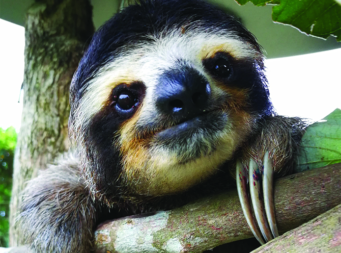 An adorable three-toe sloth ready to chat with Sherri