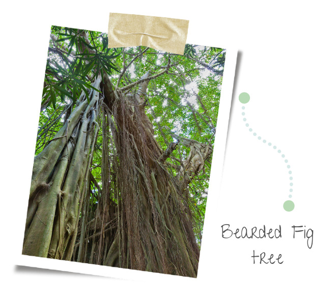 BLOG - Bearded Fig trees - Barbados