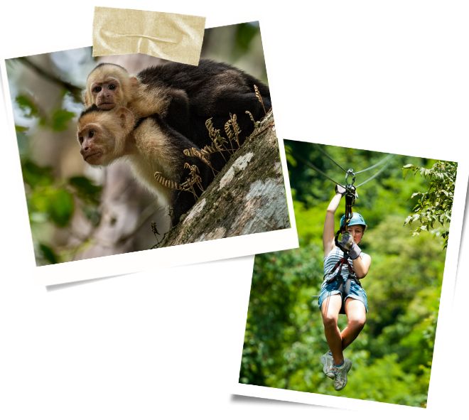 Learn to recognize the distant whoop of the white-faced capuchins monkeys in the Manuel Antonio National Park in Costa Rica.