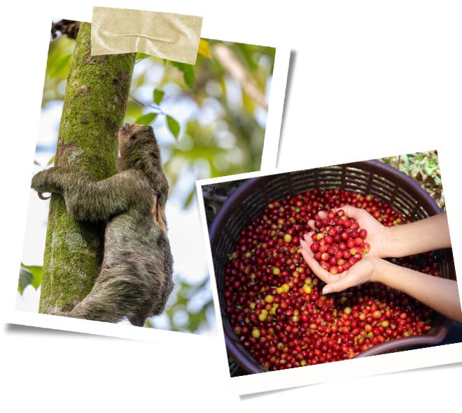 When in Costa Rica, visit a sustainable coffee farm, explore the incredible cloud forest of Monteverde, and maybe catch a glimpse of a sloth!