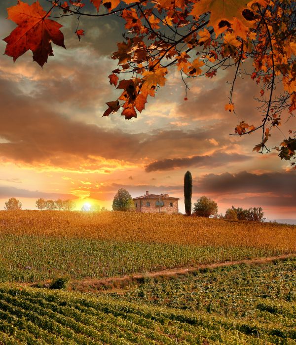 Autumn in Tuscany means one thing: Harvest time! Whether you are a lover of fine wines or just enjoy the beauty of rolling vineyards, visiting Tuscany during the harvest season is an experience that touches all your senses. Let Have Sherri Will Travel explore the vineyards of Tuscany!