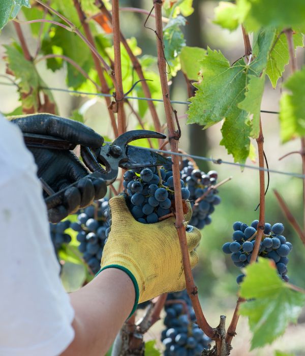 The grape harvest, or vendemmia, takes place between late September and October. Many vineyards open their doors to visitors, offering tours, tastings, and even the chance to participate in the harvest itself. Let Have Sherri Will Travel explore the vineyards of Tuscany!