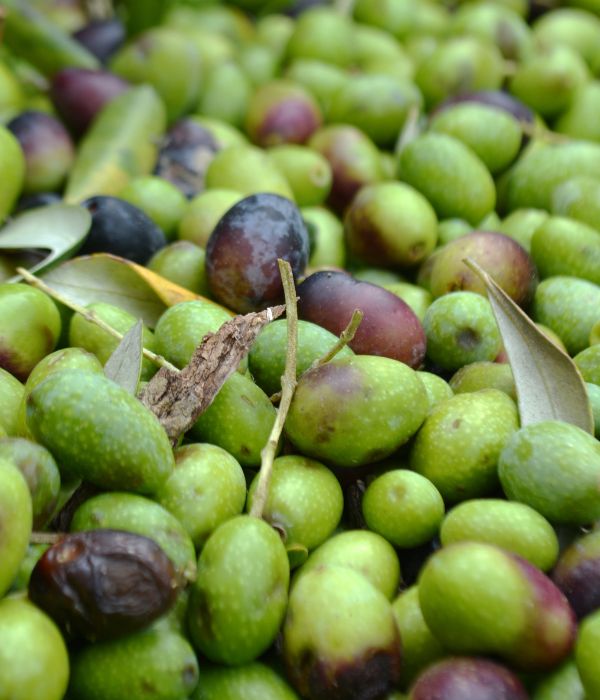 Not just a treat for wine lovers, Tuscany’s olive harvest also happens in autumn. Stroll through ancient groves, learn about traditional olive pressing methods, and taste freshly pressed olive oil — liquid gold in its purest form. Let Have Sherri Will Travel explore the vineyards of Tuscany!