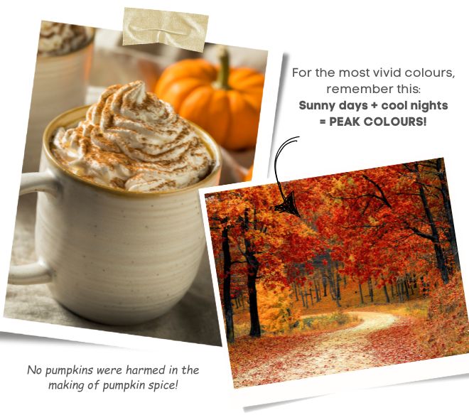 Two polaroid images with text. First image is of a mug of pumpkin latte with a big foam top. Text under it says, no pumpkins were harmed in the making of pumpkin spice. The other image is a photo of a winding road surrounded by bright red and yellow autumn leaves. The text above it says, For the most vivid colours, remember this: Sunny days + cool nights = PEAK COLOURS!