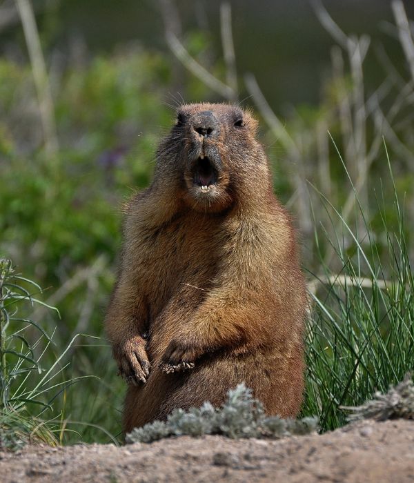 a surprised groundhog