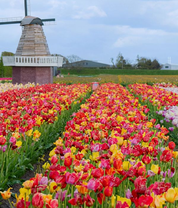 rows and rows of colourful tulips in Netherlands.