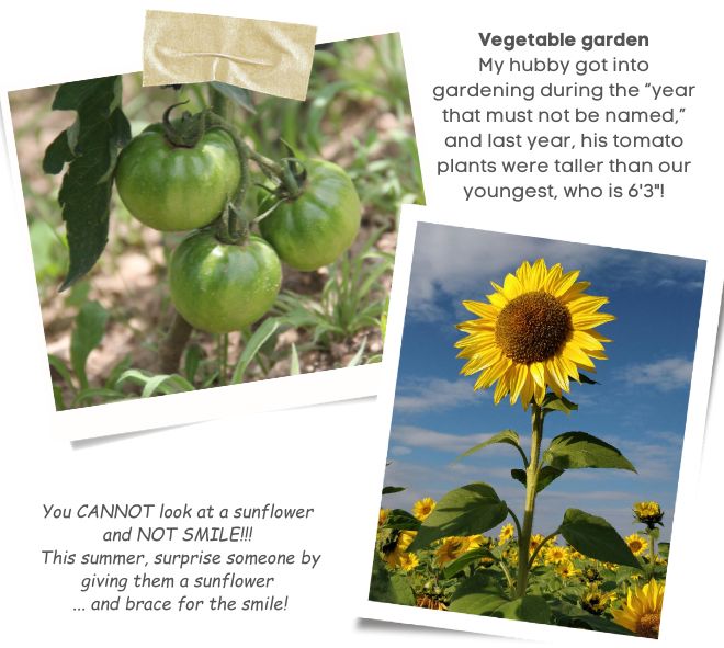 Snap shots of photos: top left image is green tomatoes in a garden; bottom right photo is a sunflower standing up tall greeting the sun