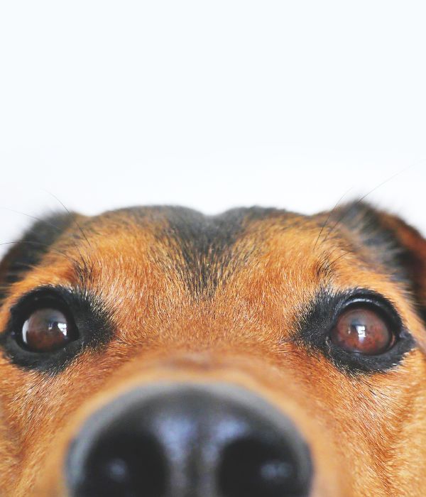 just a bit of a dog's nose and eyes peeking up from the photo